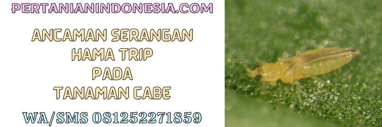 ancaman,serangan,hama,trip,cabe